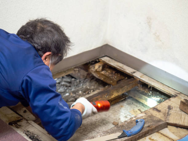 Best Commercial Mold Removal  in Stoneville, NC