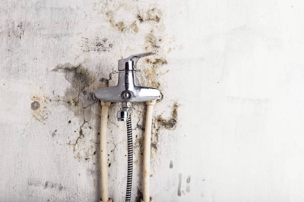 Best Same-Day Mold Removal  in Stoneville, NC