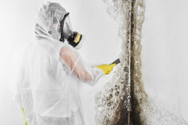 Best Mold Cleaning Services  in Stoneville, NC