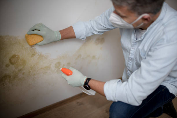 Best Professional Mold Removal  in Stoneville, NC