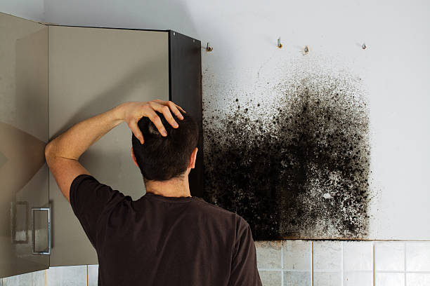 Best Local Mold Removal Service  in Stoneville, NC
