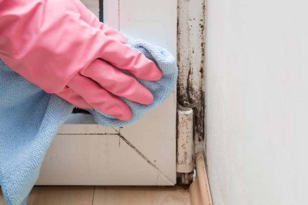 Best Emergency Mold Removal  in Stoneville, NC