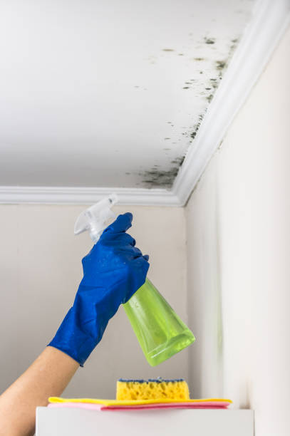 Certified Mold Removal in Stoneville, NC