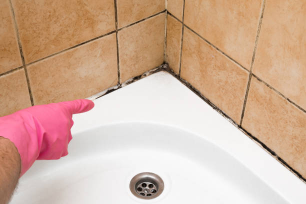 Best Mold Testing  in Stoneville, NC